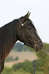 Paso Fino Portrait