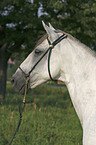 Paso Fino Portrait