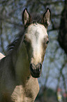 Paso Fino foal