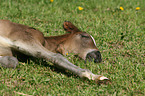 Paso Fino foal