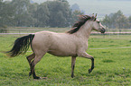 Paso Fino