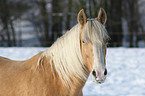 Paso Fino Portrait