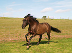 galloping paso fino