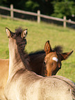 Paso Fino foals