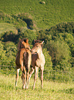 Paso Fino foals