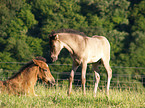 Paso Fino foals