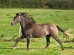 galloping Paso Fino