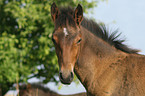 Paso Fino foal