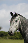 Paso Fino Portrait