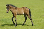 Paso Fino foal