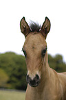 Paso Fino foal