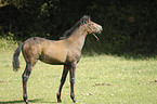 Paso Fino foal