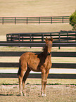 Paso Fino foal