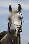 Paso Fino Portrait