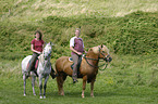 riders on Paso Fino and haflinger horse