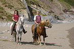 riders on Paso Fino and haflinger horse
