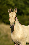 Paso Fino foal