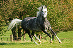 galloping Paso Fino