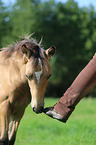 Paso Fino Foal