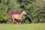 Paso Fino Foal