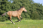 Paso Fino Foal