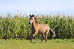 Paso Fino Foal