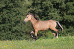 Paso Fino Foal