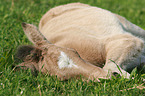 Paso Fino Foal