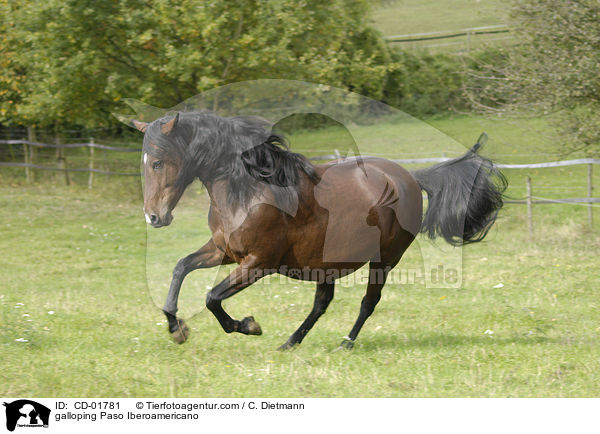 galloping Paso Iberoamericano / CD-01781