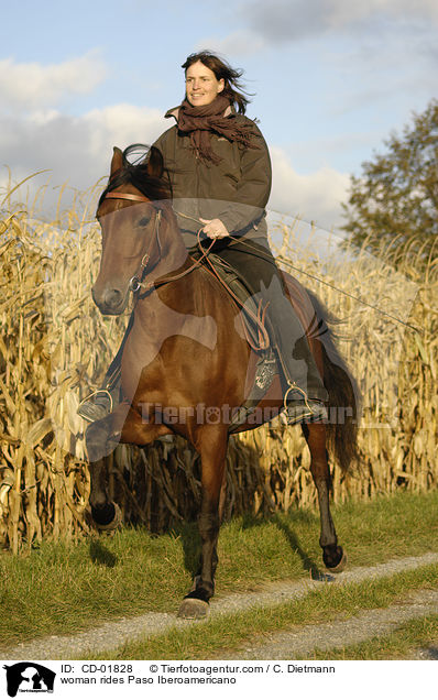 Frau reitet Paso Iberoamericano / woman rides Paso Iberoamericano / CD-01828