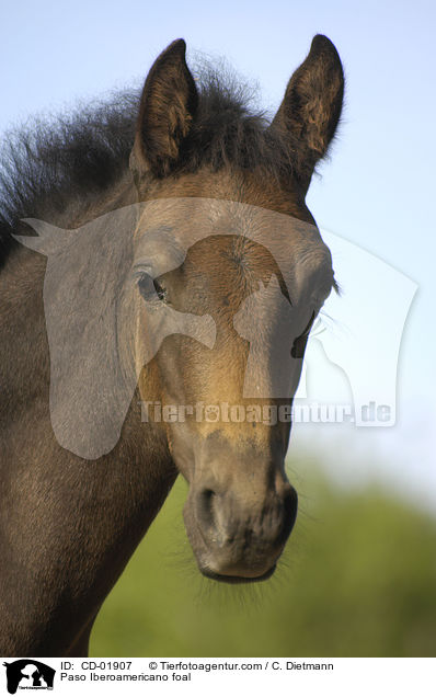 Paso Iberoamericano foal / CD-01907
