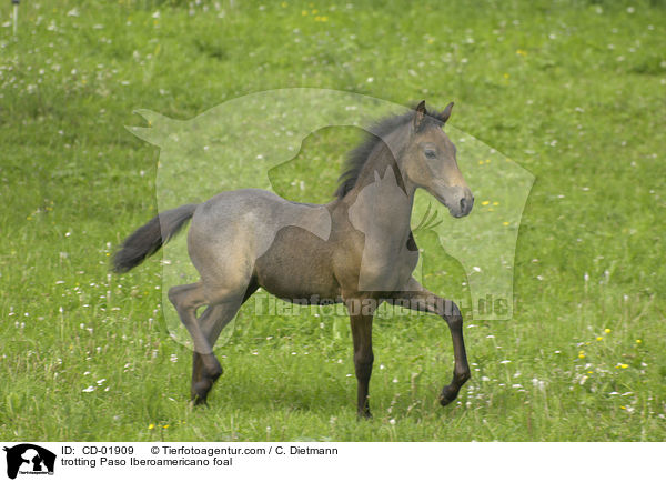 trabendes Paso Iberoamericano Fohlen / trotting Paso Iberoamericano foal / CD-01909