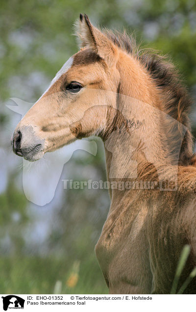 Paso Iberoamericano foal / EHO-01352