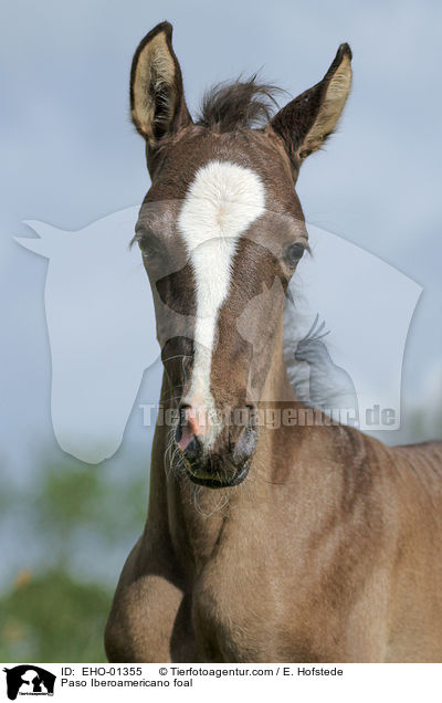 Paso Iberoamericano Fohlen / Paso Iberoamericano foal / EHO-01355