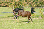 galloping Paso Iberoamericano