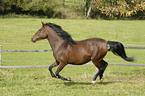 galloping Paso Iberoamericano