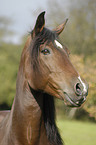 Paso Iberoamericano Portrait