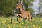 galloping Paso Iberoamericano foal