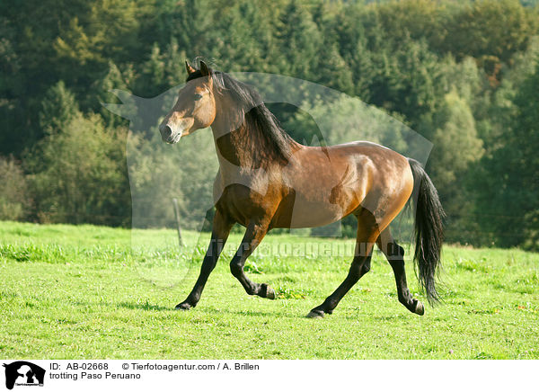 trabender Paso Peruano / trotting Paso Peruano / AB-02668