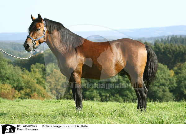 Paso Peruano / Paso Peruano / AB-02672