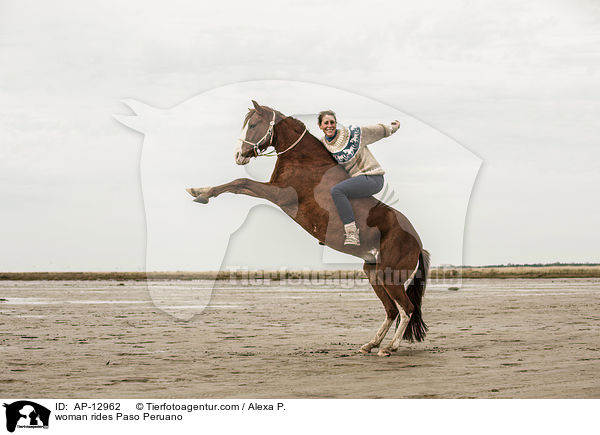 Frau reitet Paso Peruano / woman rides Paso Peruano / AP-12962