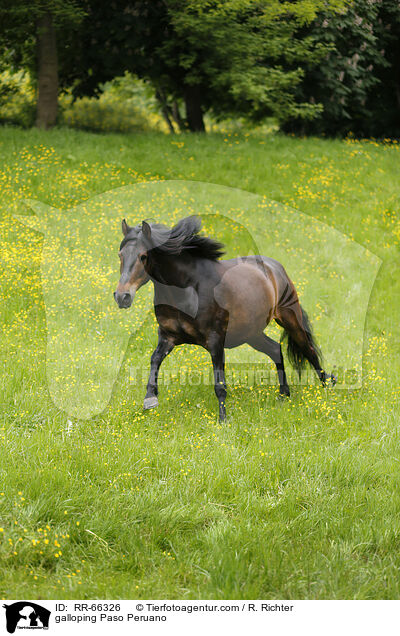 galloping Paso Peruano / RR-66326