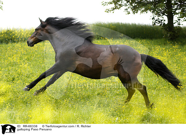 galoppierender Paso Peruano / galloping Paso Peruano / RR-66338