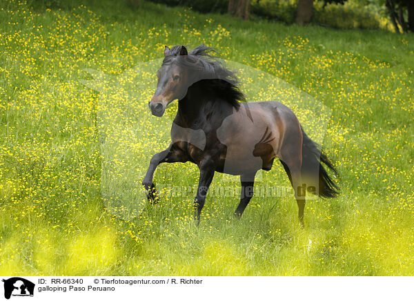 galoppierender Paso Peruano / galloping Paso Peruano / RR-66340