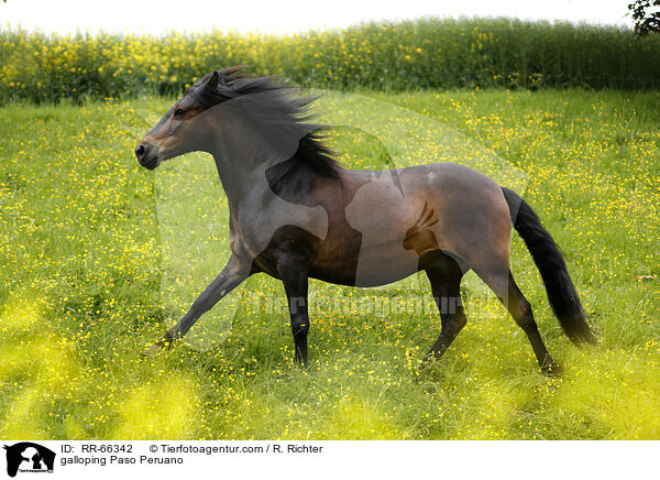 galloping Paso Peruano / RR-66342