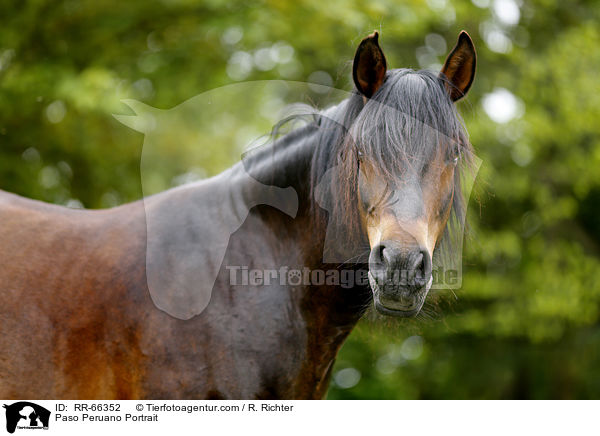 Paso Peruano Portrait / RR-66352