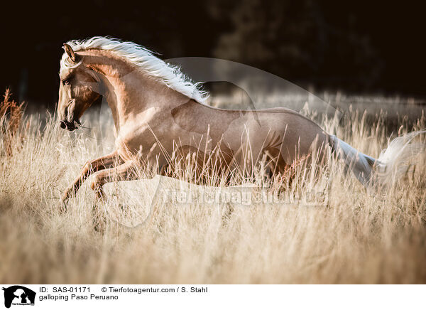 galloping Paso Peruano / SAS-01171