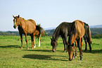 Paso Peruanos