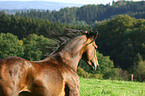 Paso Peruano Portrait