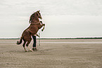 woman and Paso Peruano